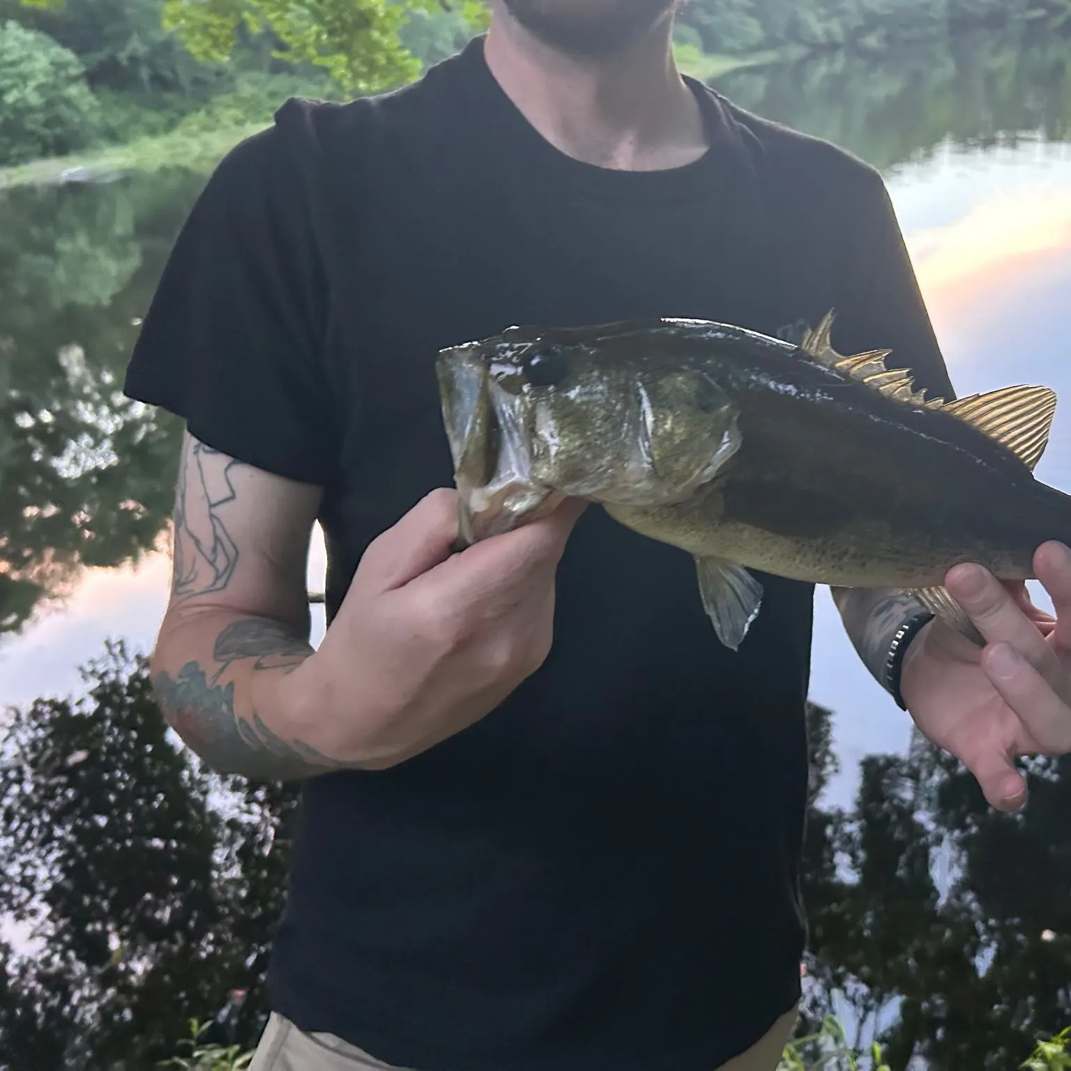 Largemouth bass caught on Fishbrain