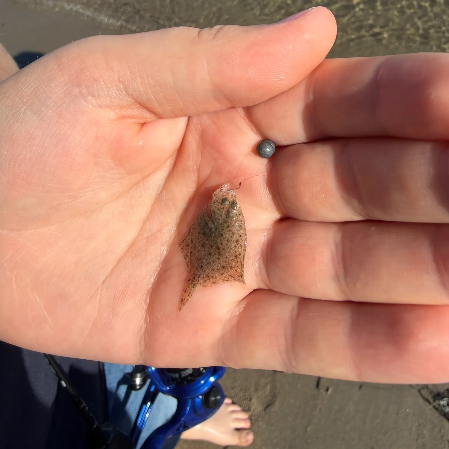 The most recent Turbot catches on Fishbrain
