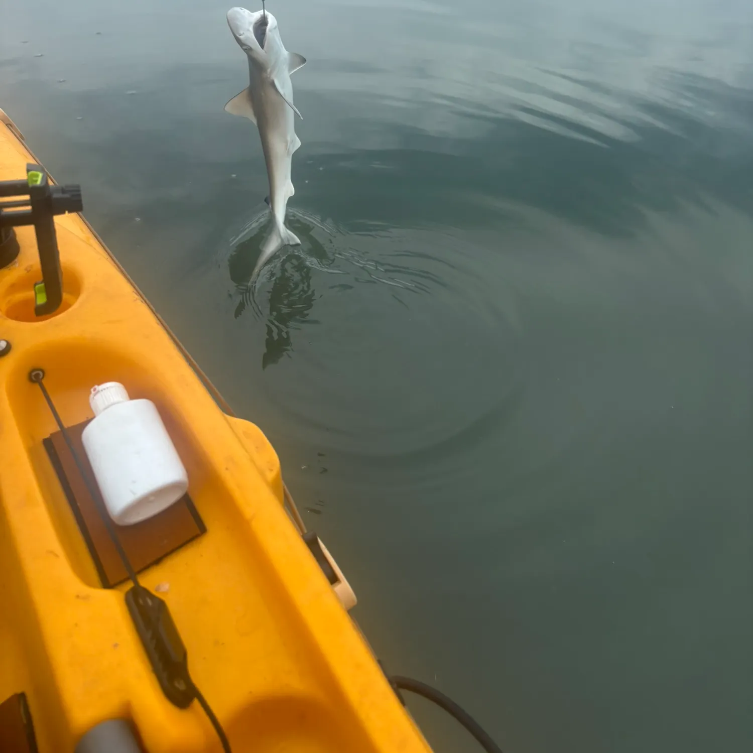 Fish caught on Fishbrain