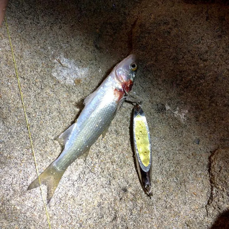 Striped mullet caught on Fishbrain