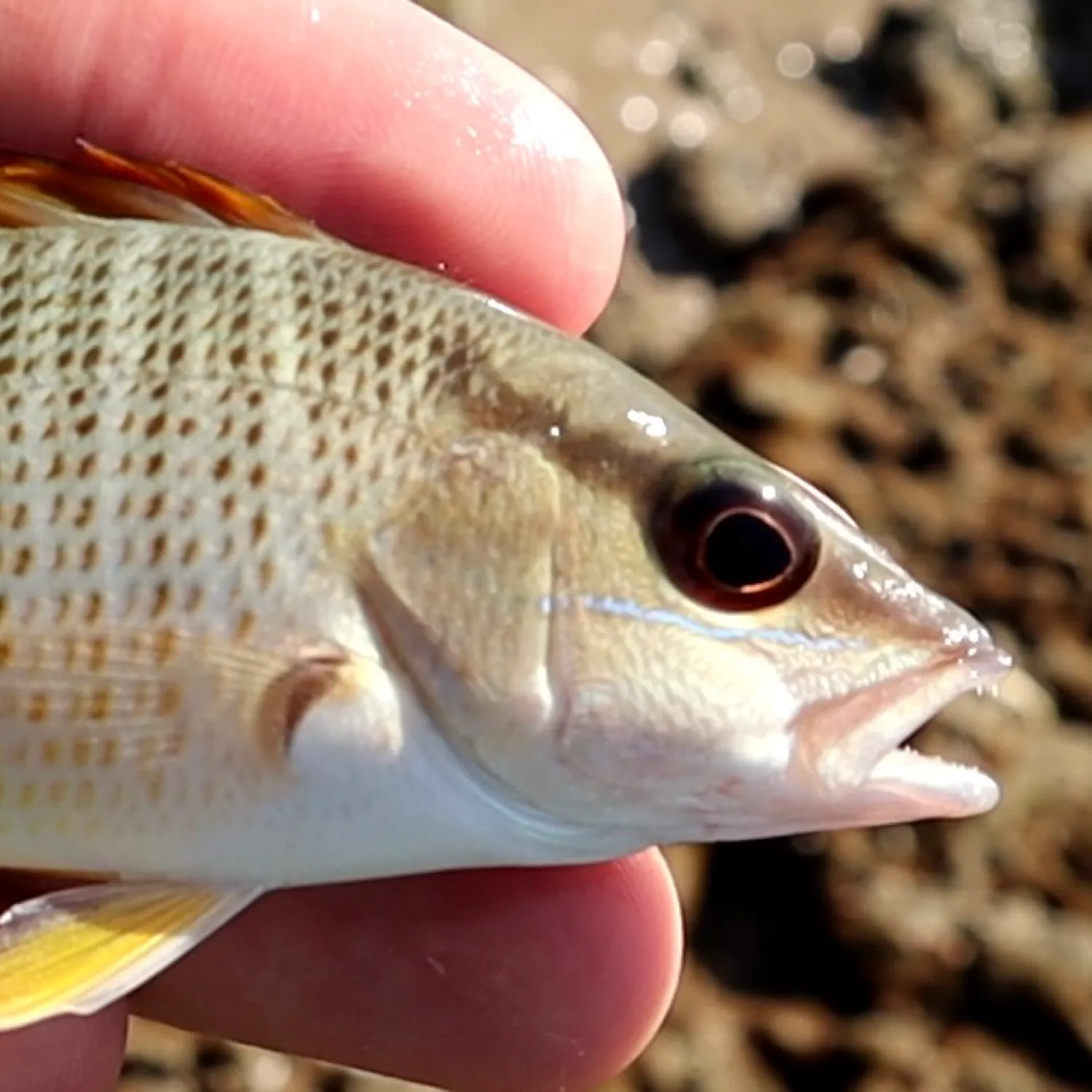 The most recent Yellow snapper catches on Fishbrain
