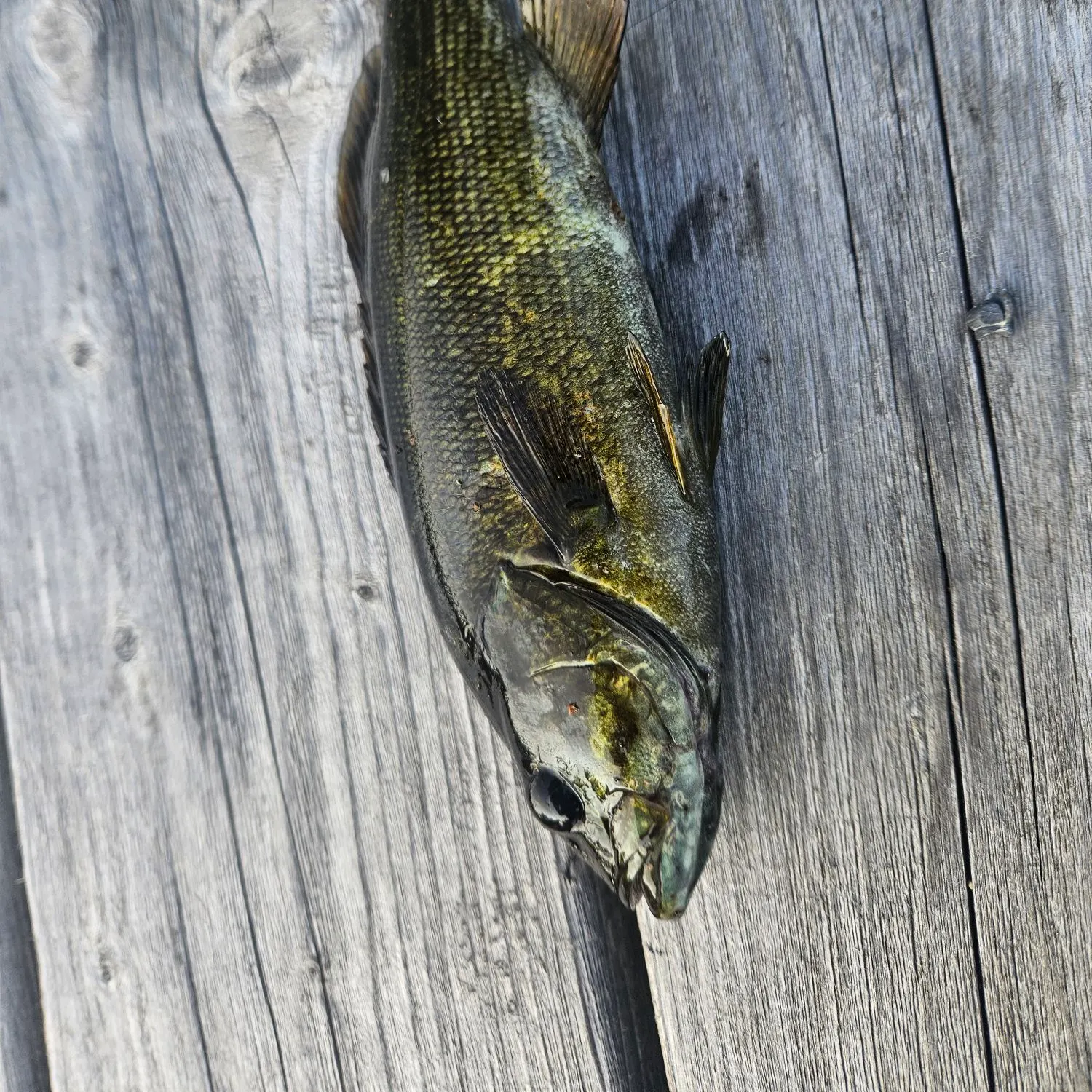 Smallmouth bass caught on Fishbrain