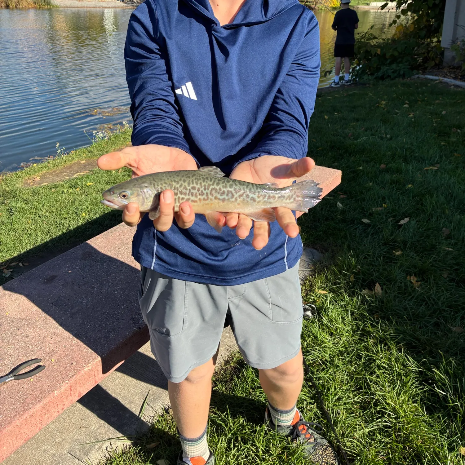 Tiger trout caught on Fishbrain