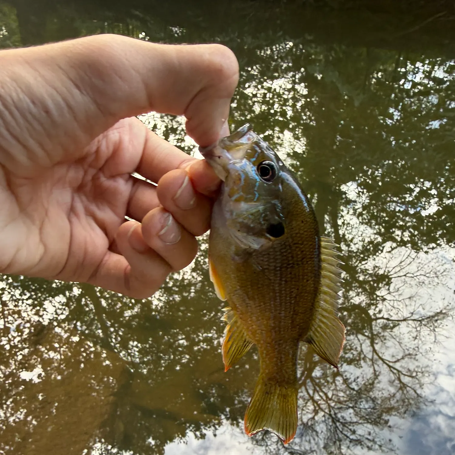 Green sunfish caught on Fishbrain