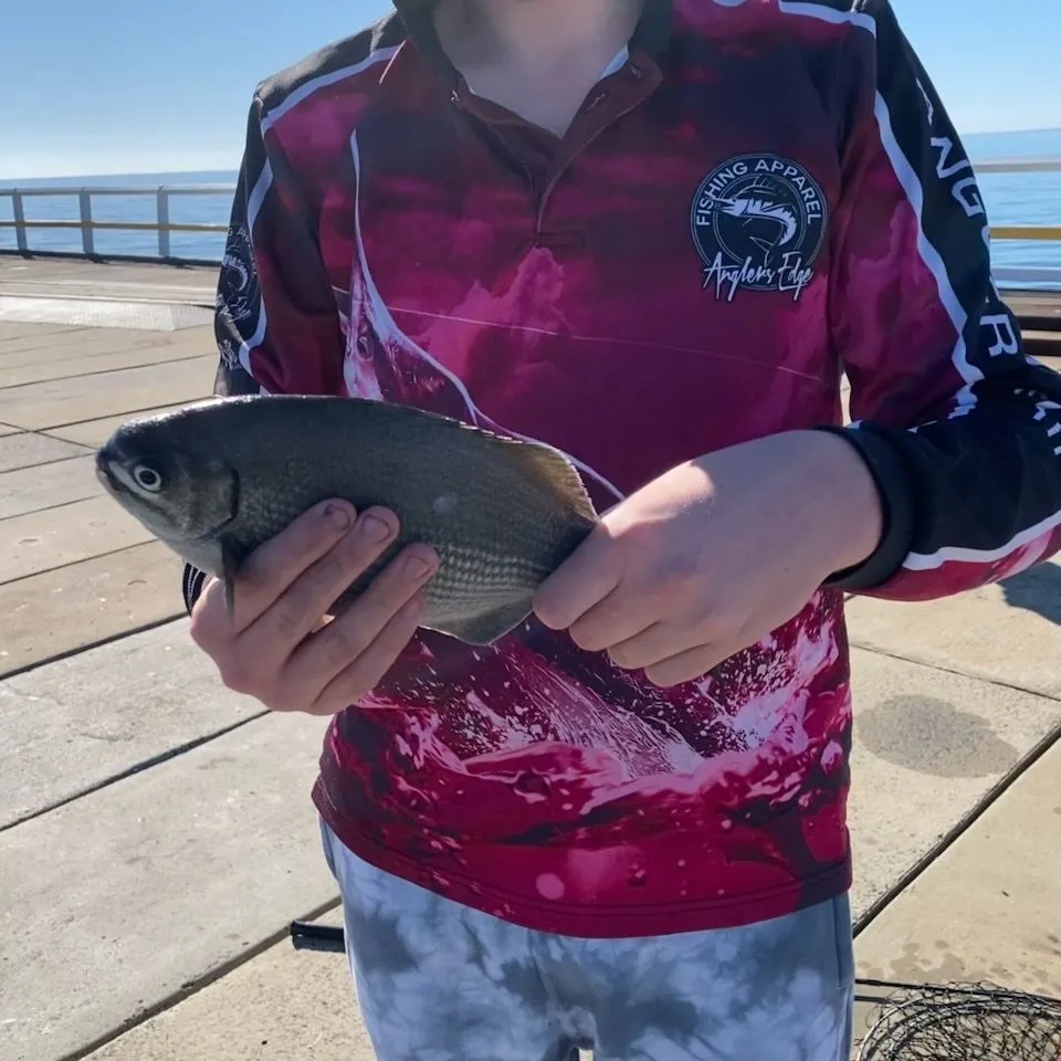 The most recent Silver drummer catches on Fishbrain