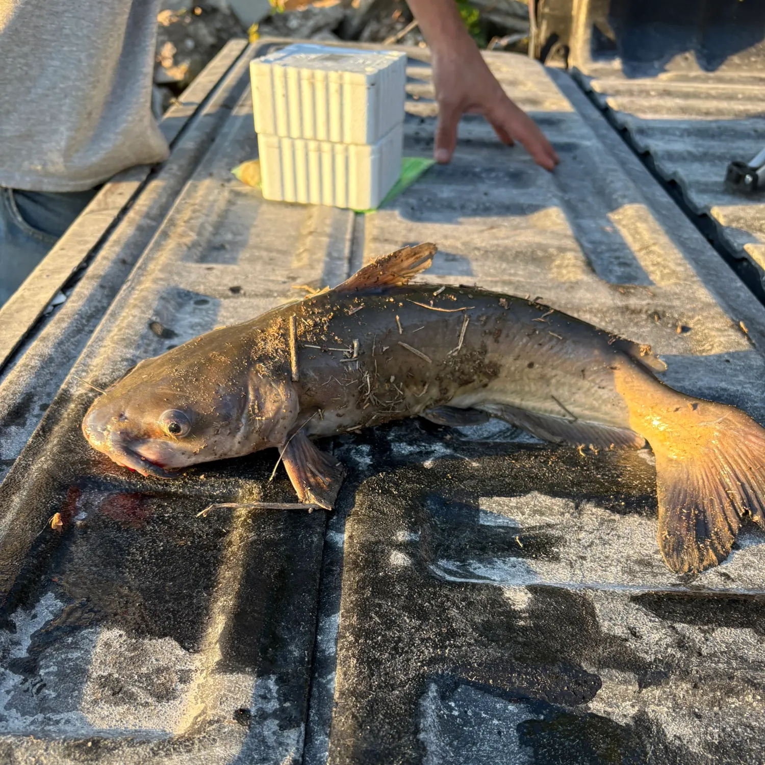 catch