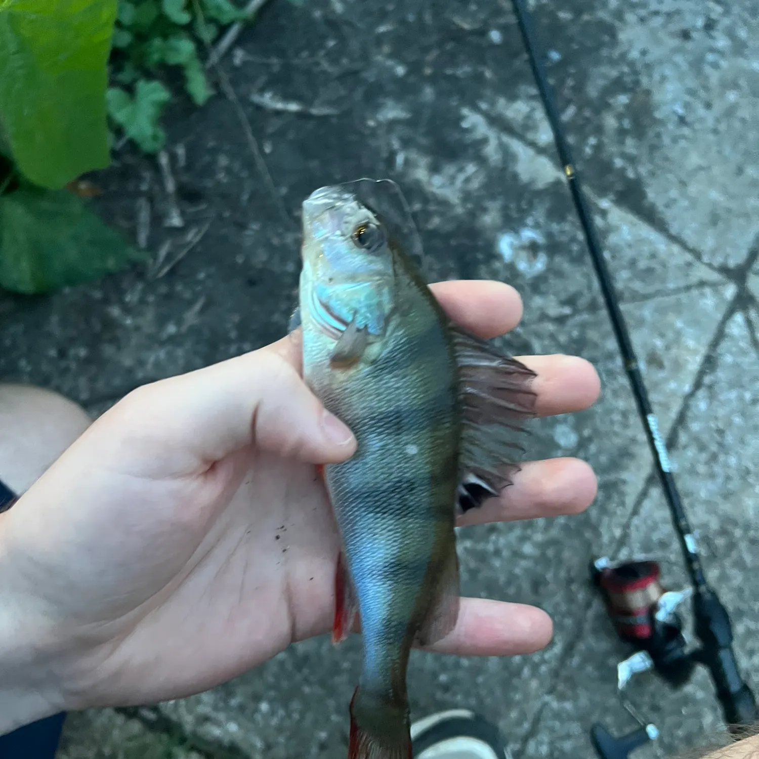 European perch caught on Fishbrain