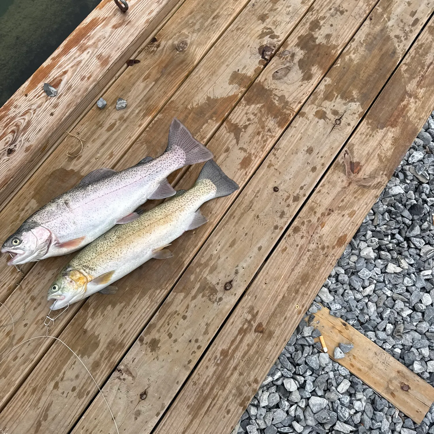 recently logged catches