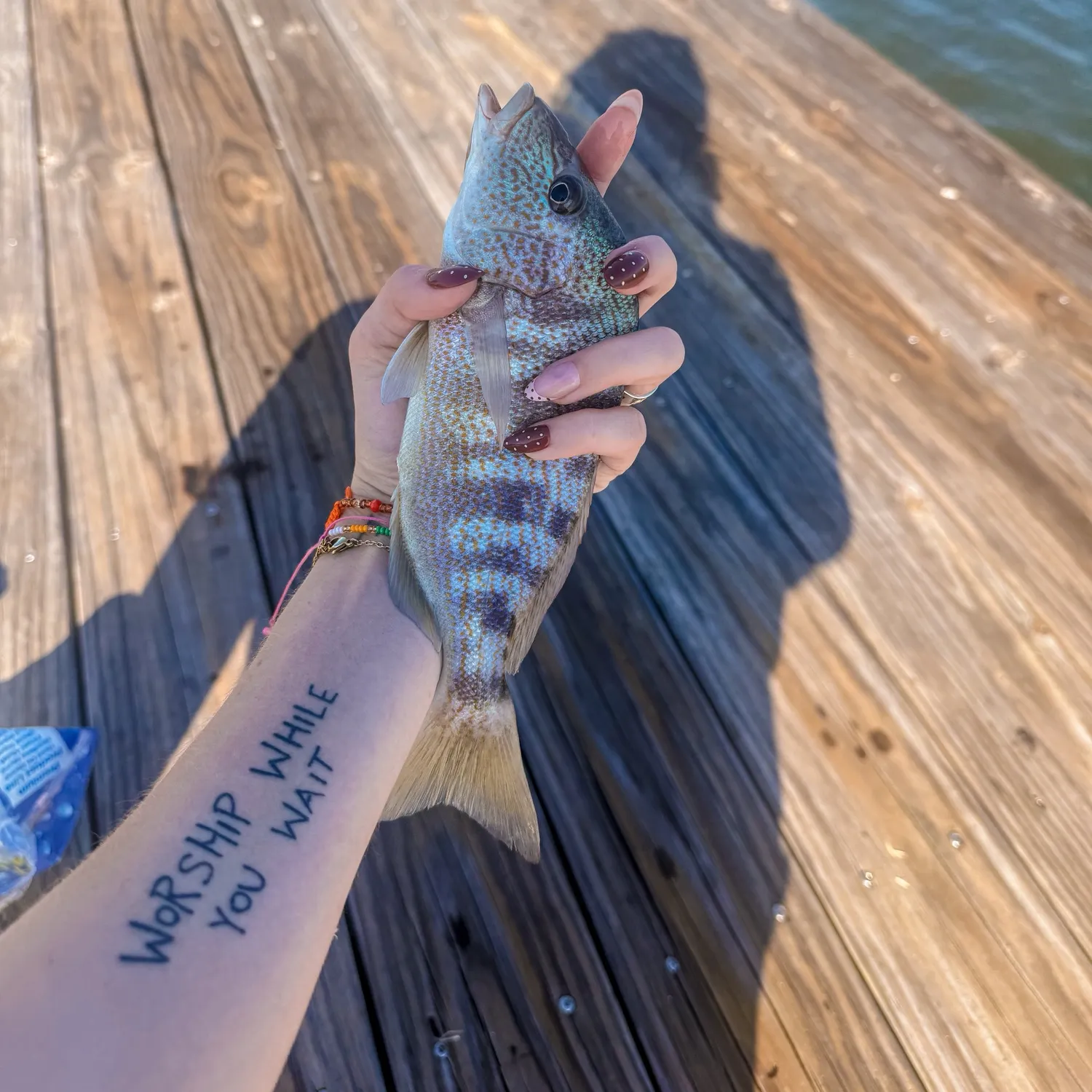 Pinfish caught on Fishbrain