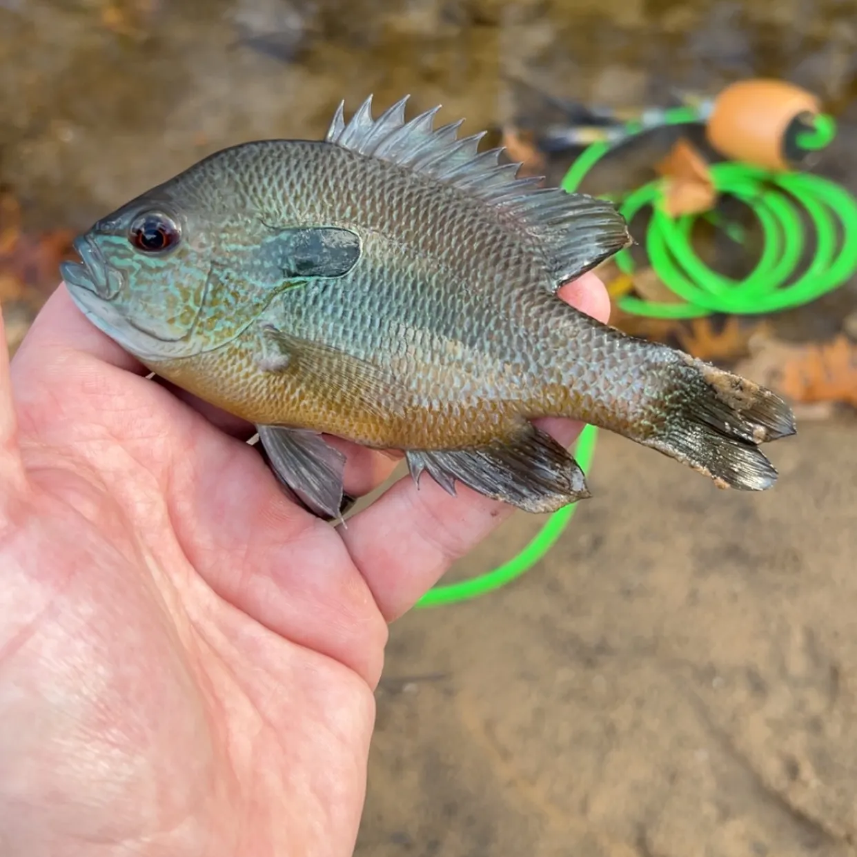 The most recent Longear sunfish catches on Fishbrain