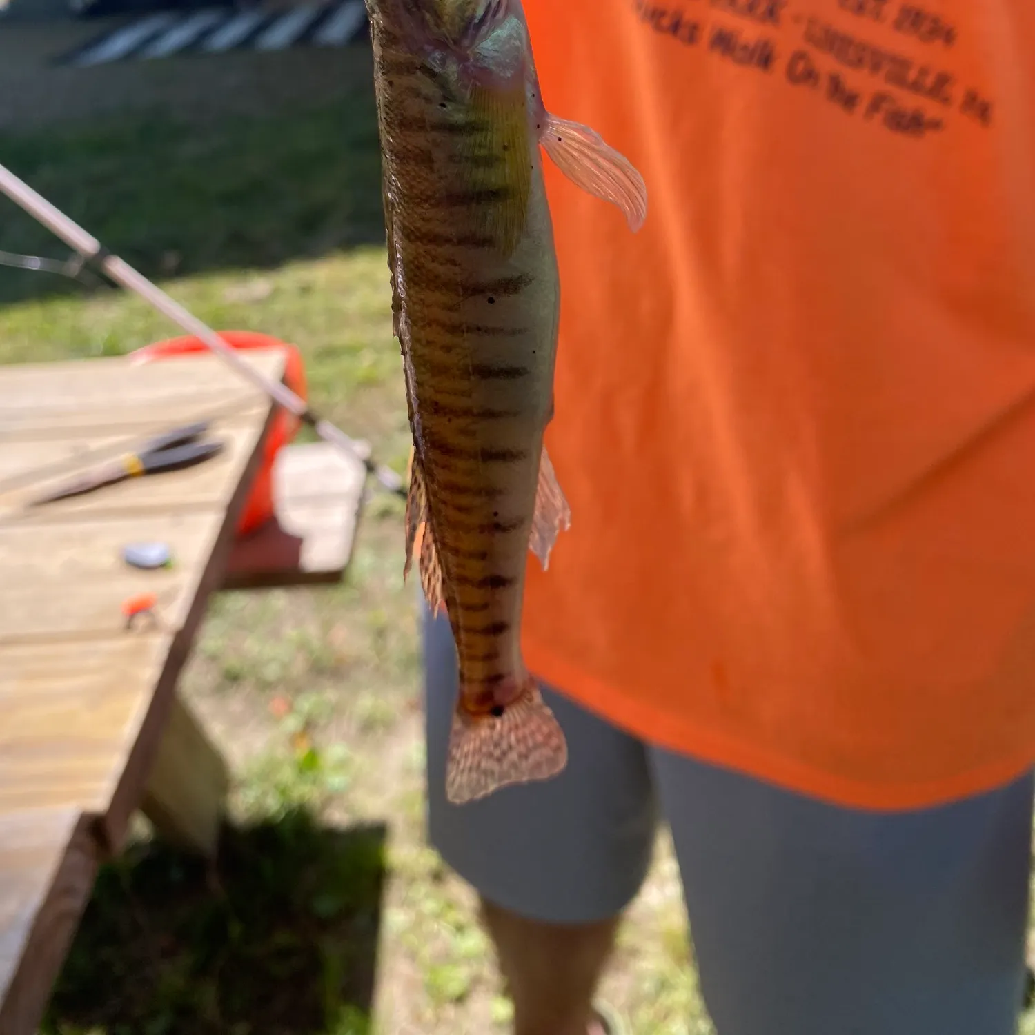 The most recent Chesapeake logperch catches on Fishbrain