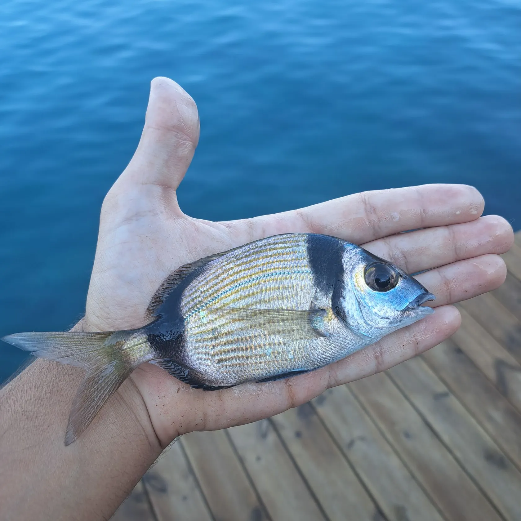 The most recent Common two-banded seabream catches on Fishbrain
