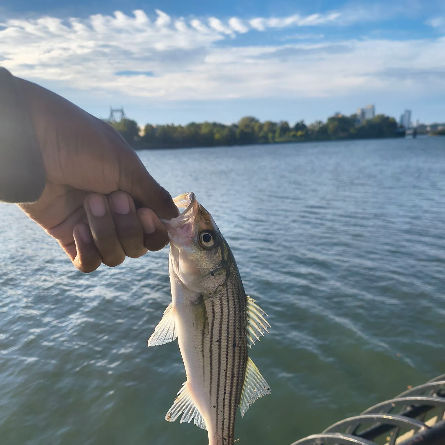 Striped bass caught on Fishbrain