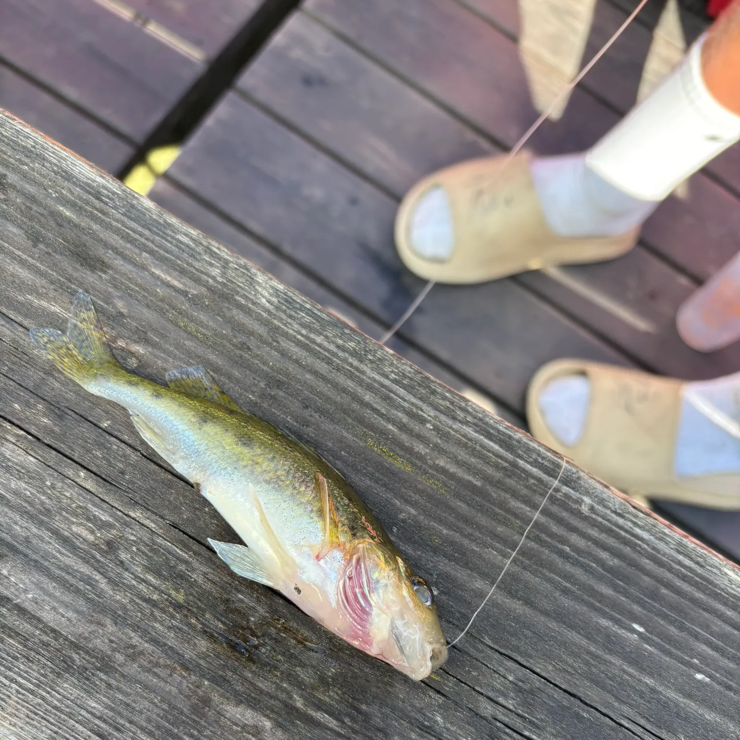 Brown trout caught on Fishbrain