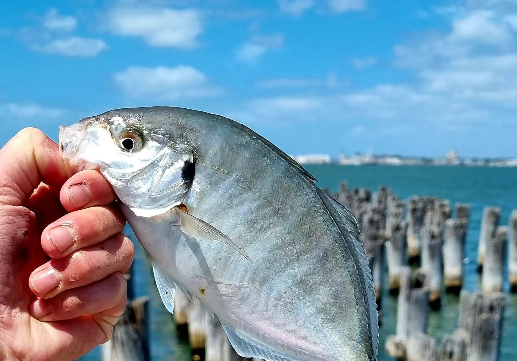 White trevally