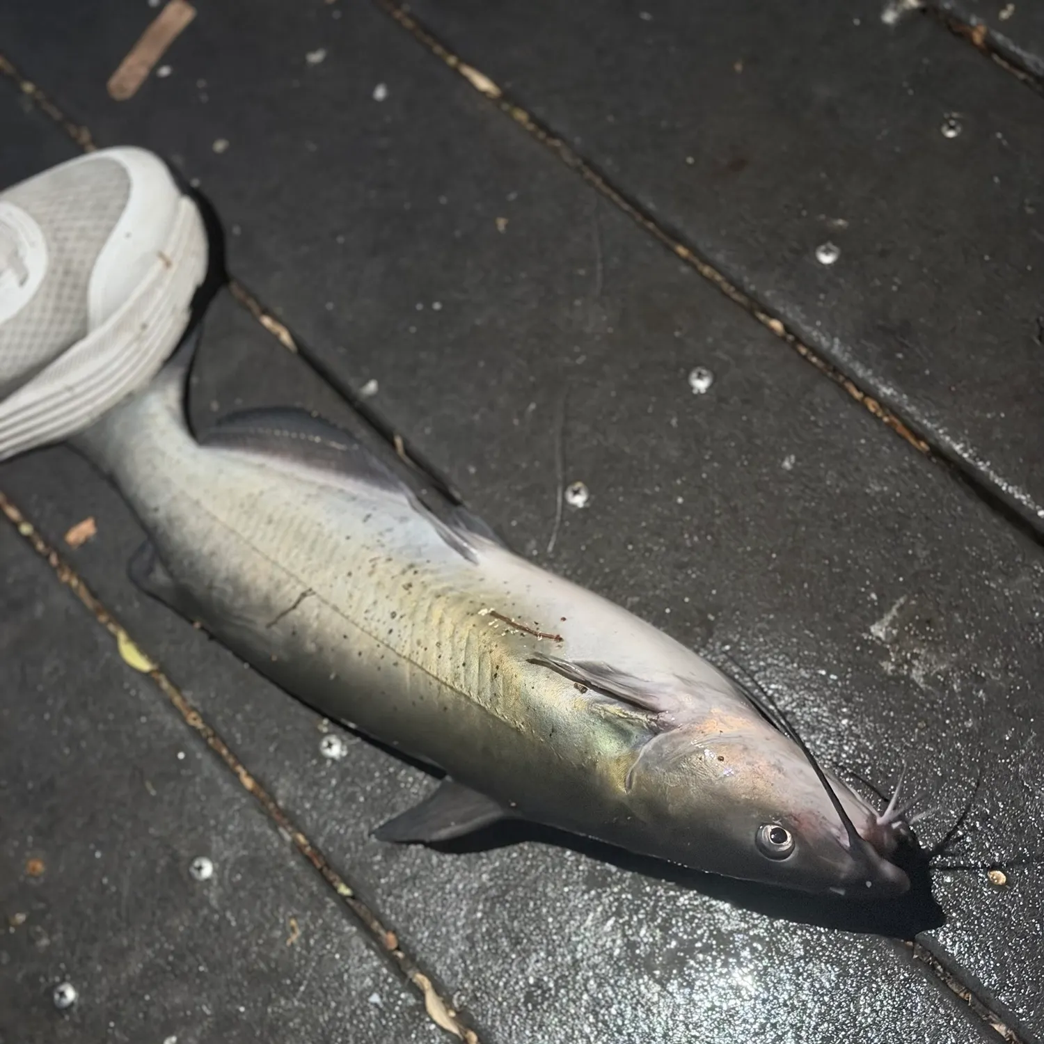 Channel catfish caught on Fishbrain