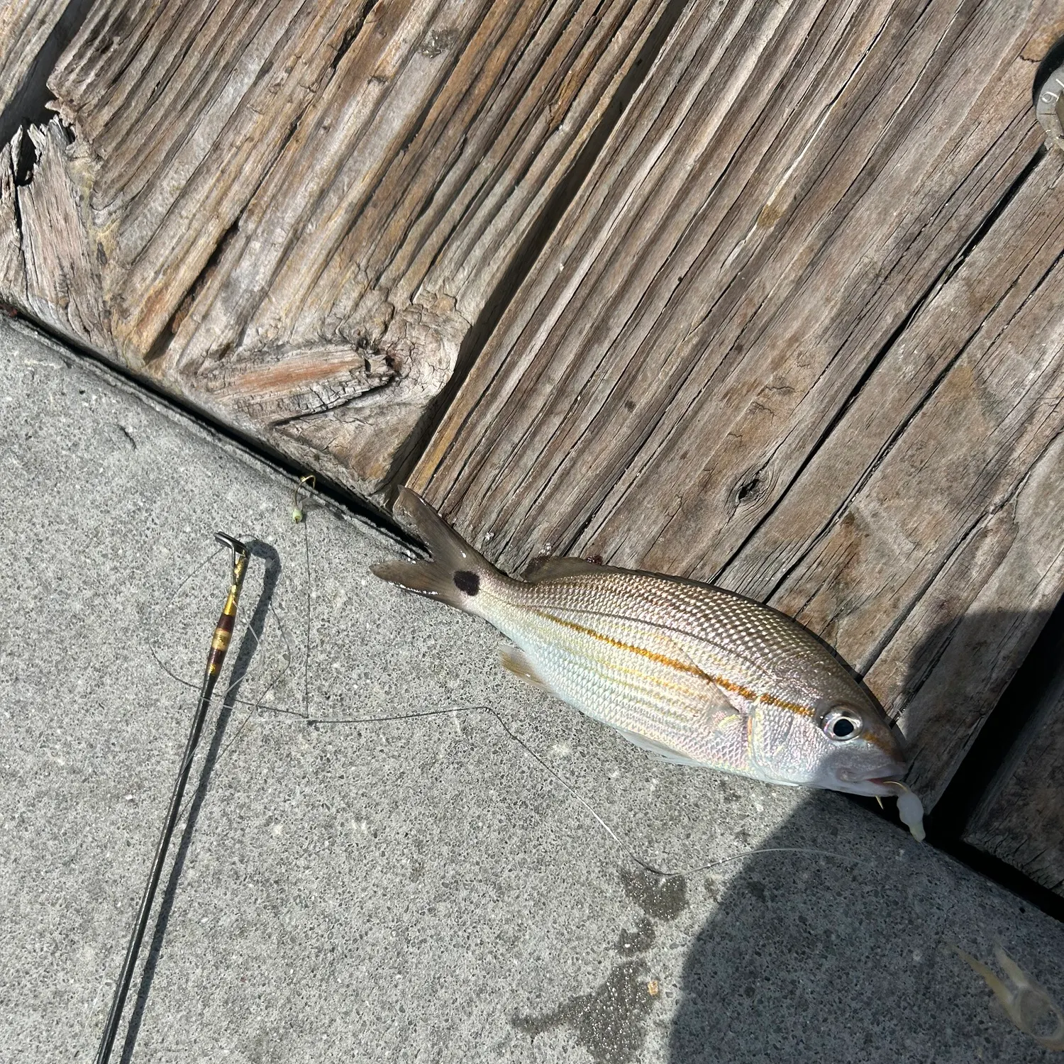 The most recent Tomtate grunt catches on Fishbrain