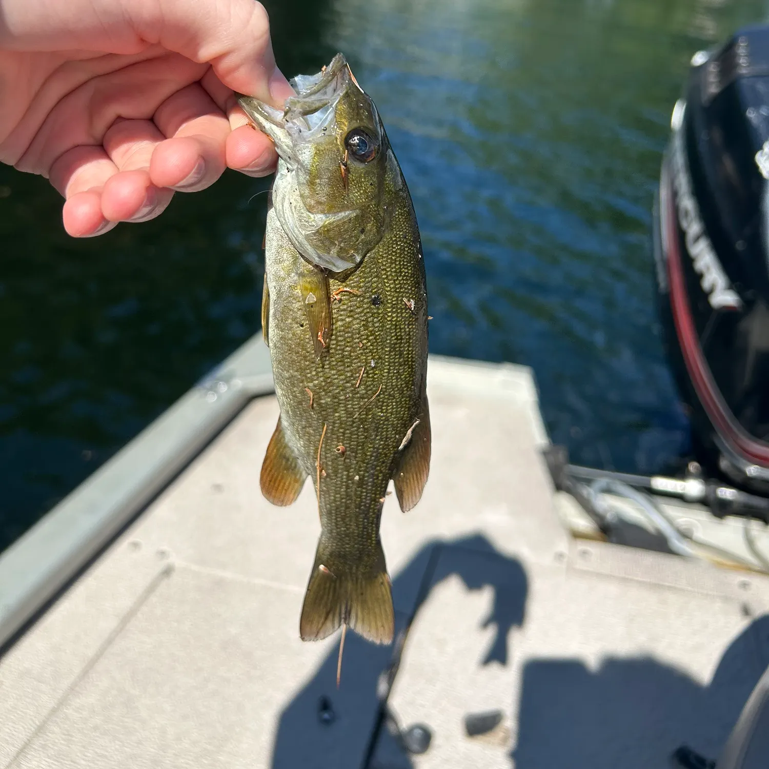 Smallmouth bass caught on Fishbrain