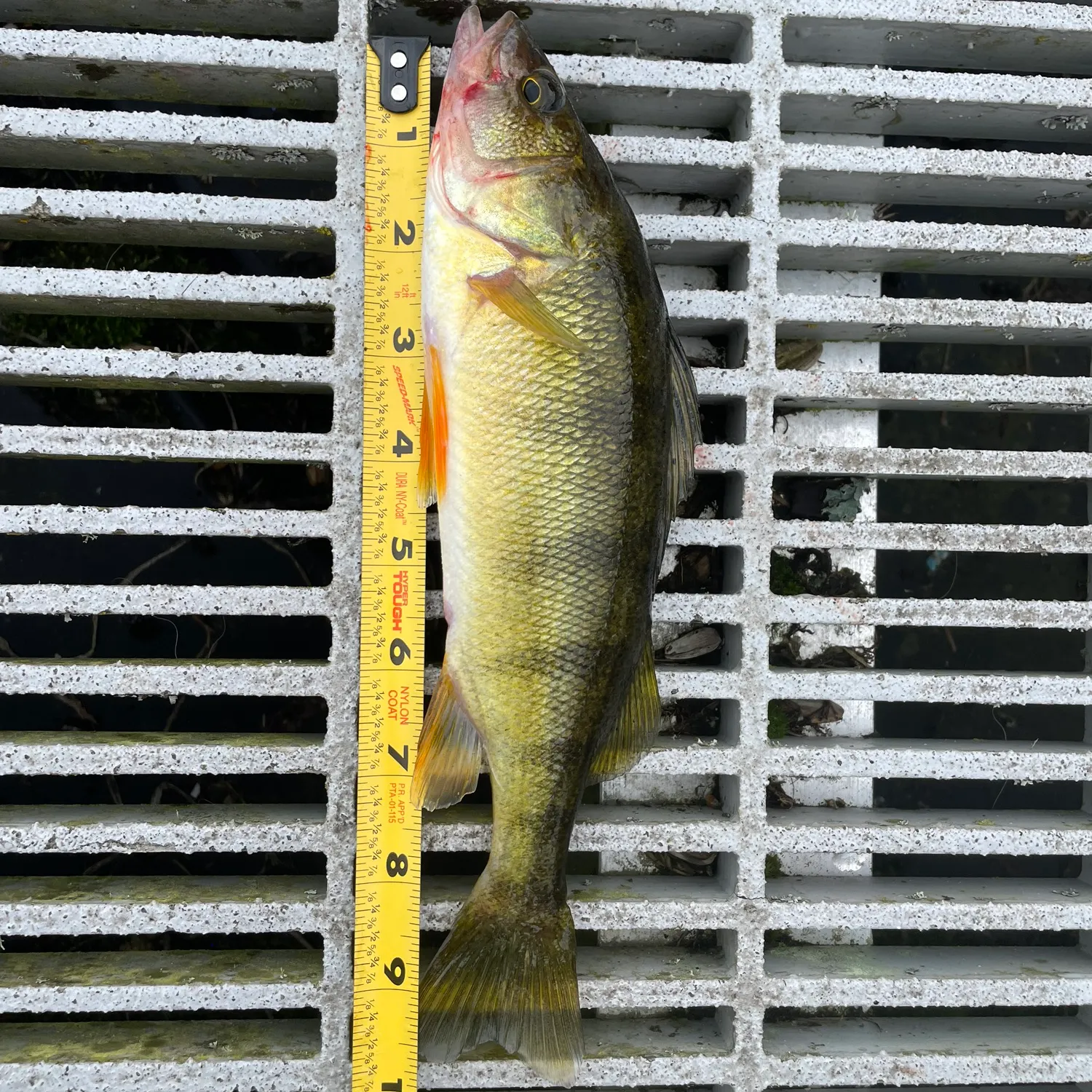 Yellow perch caught on Fishbrain