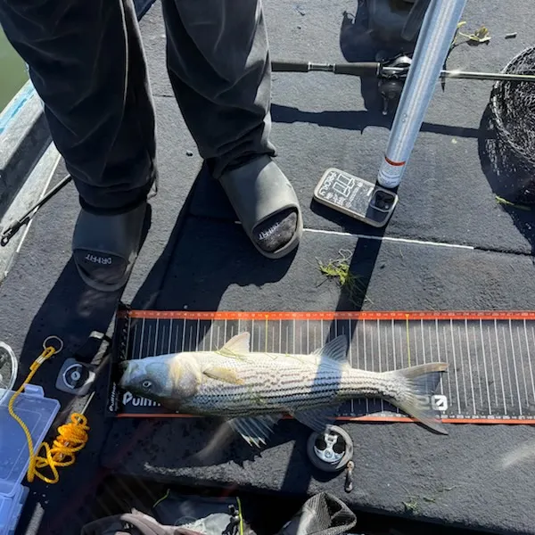 Striped bass caught on Fishbrain