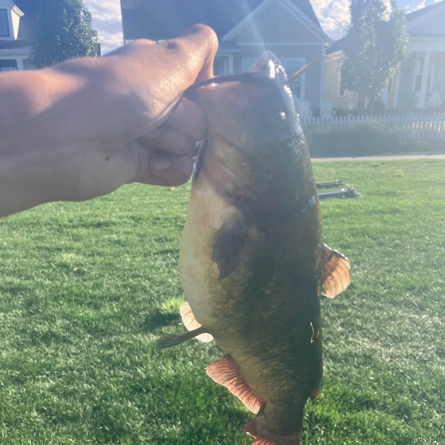 Yellow bullhead caught on Fishbrain