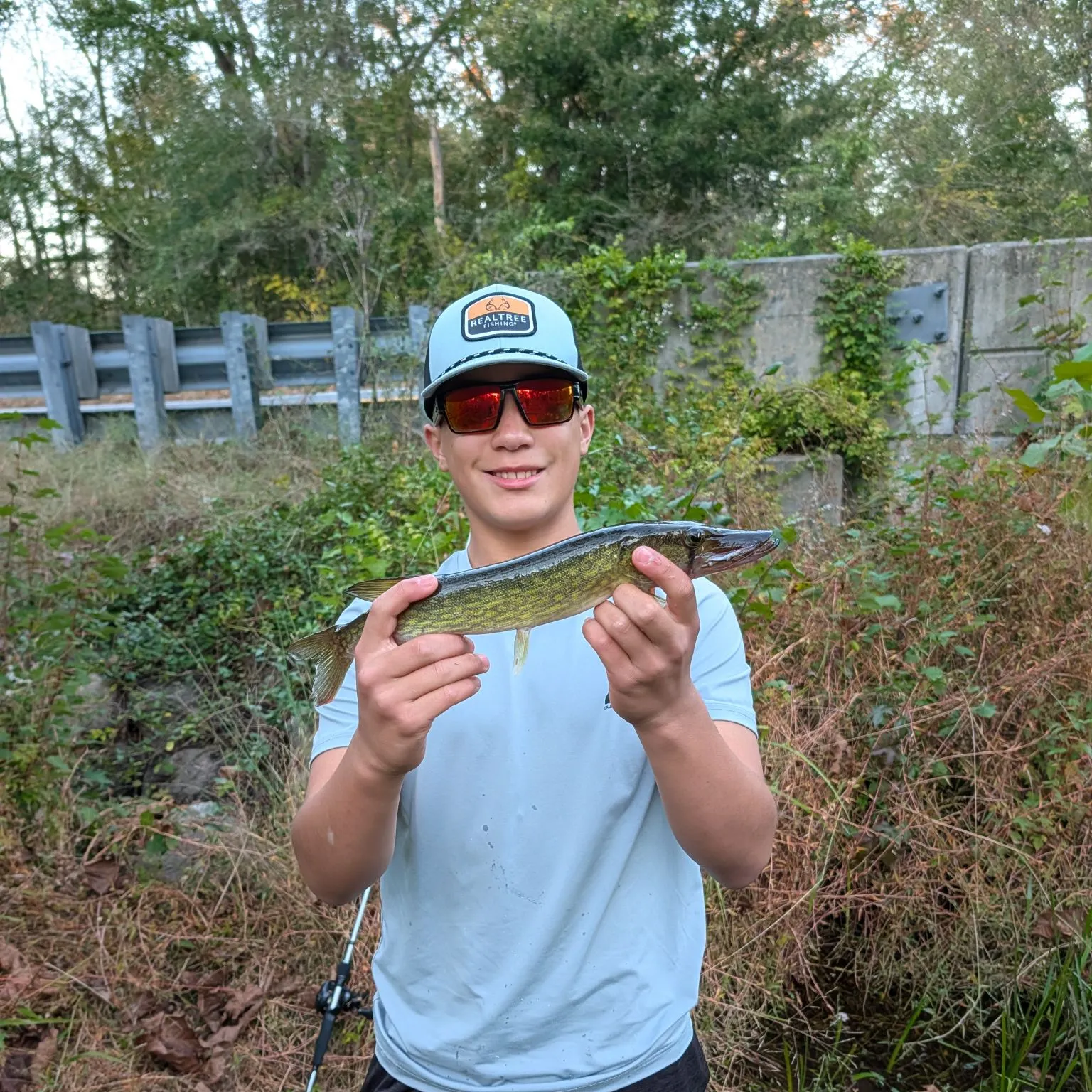 Chain pickerel caught on Fishbrain