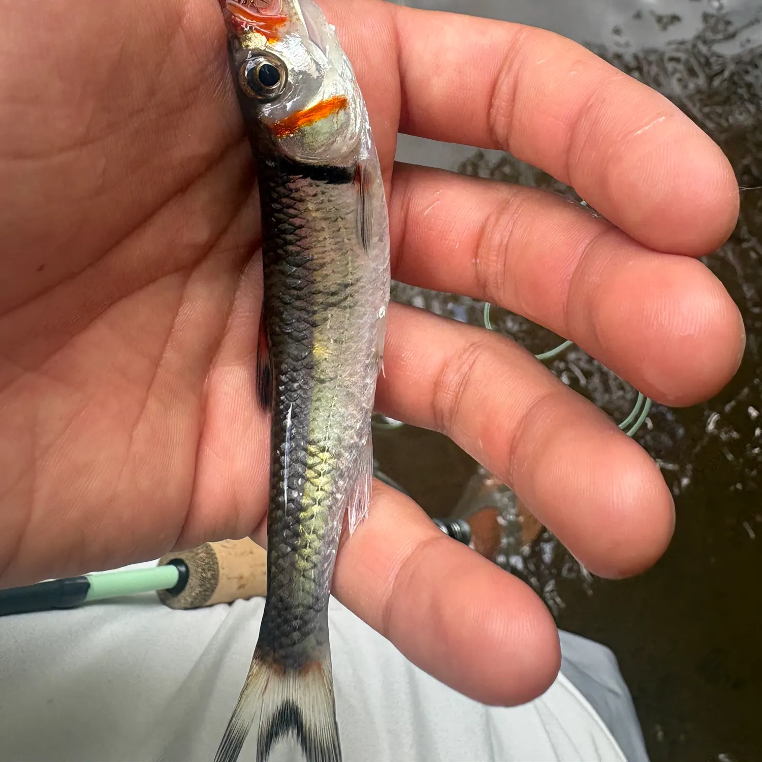 The most recent Common shiner catches on Fishbrain