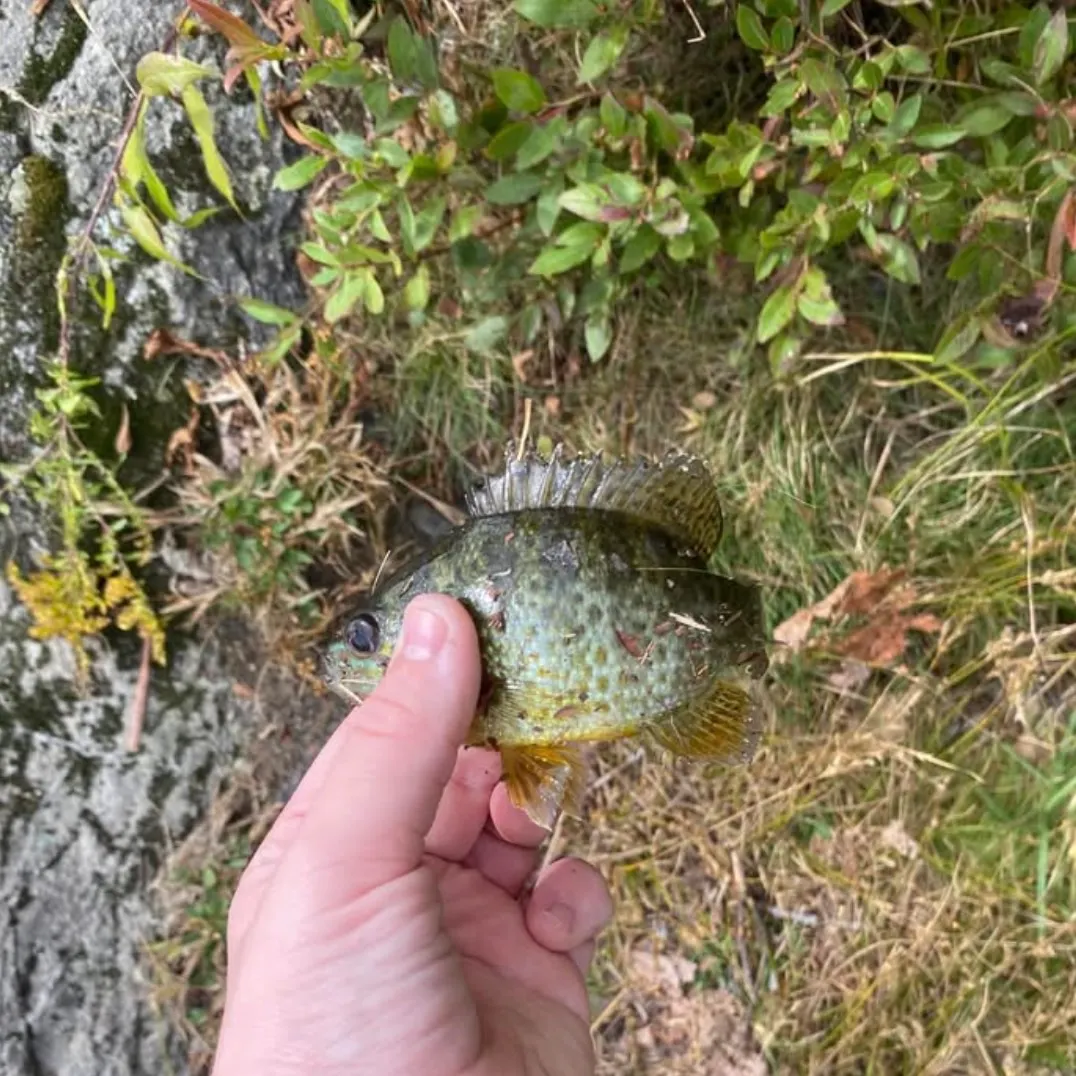 The most recent Pumpkinseed catches on Fishbrain