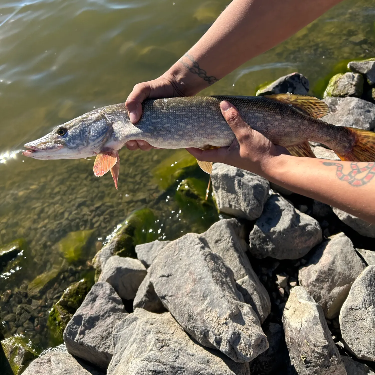 Northern pike caught on Fishbrain