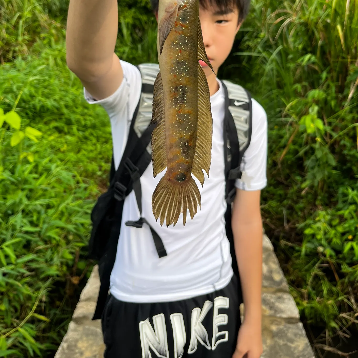 The most recent Small snakehead catches on Fishbrain