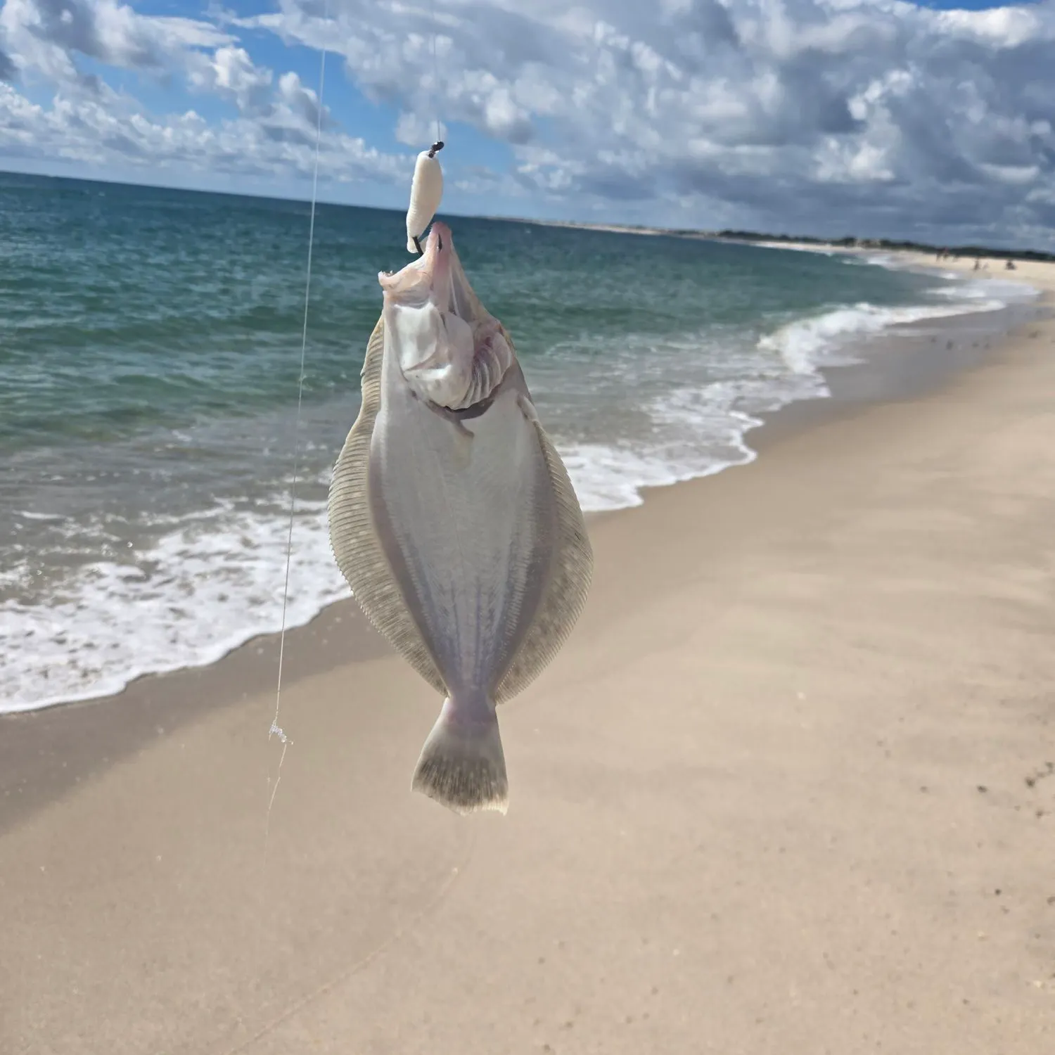 Summer flounder caught on Fishbrain