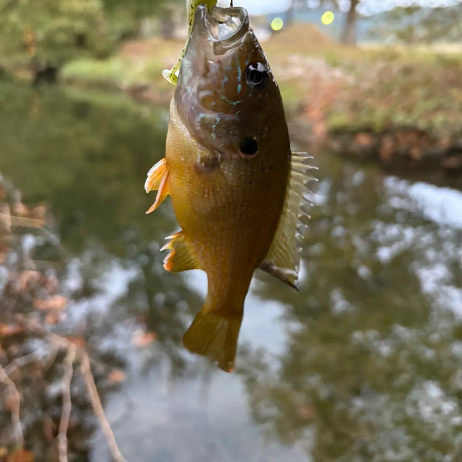 Green sunfish caught on Fishbrain
