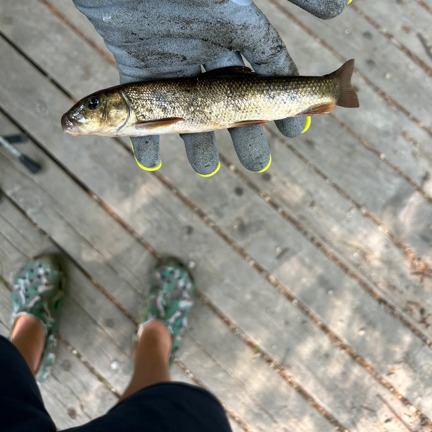 The most recent Northern hogsucker catches on Fishbrain