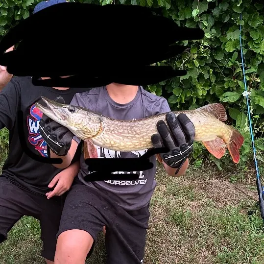 Northern pike caught on Fishbrain