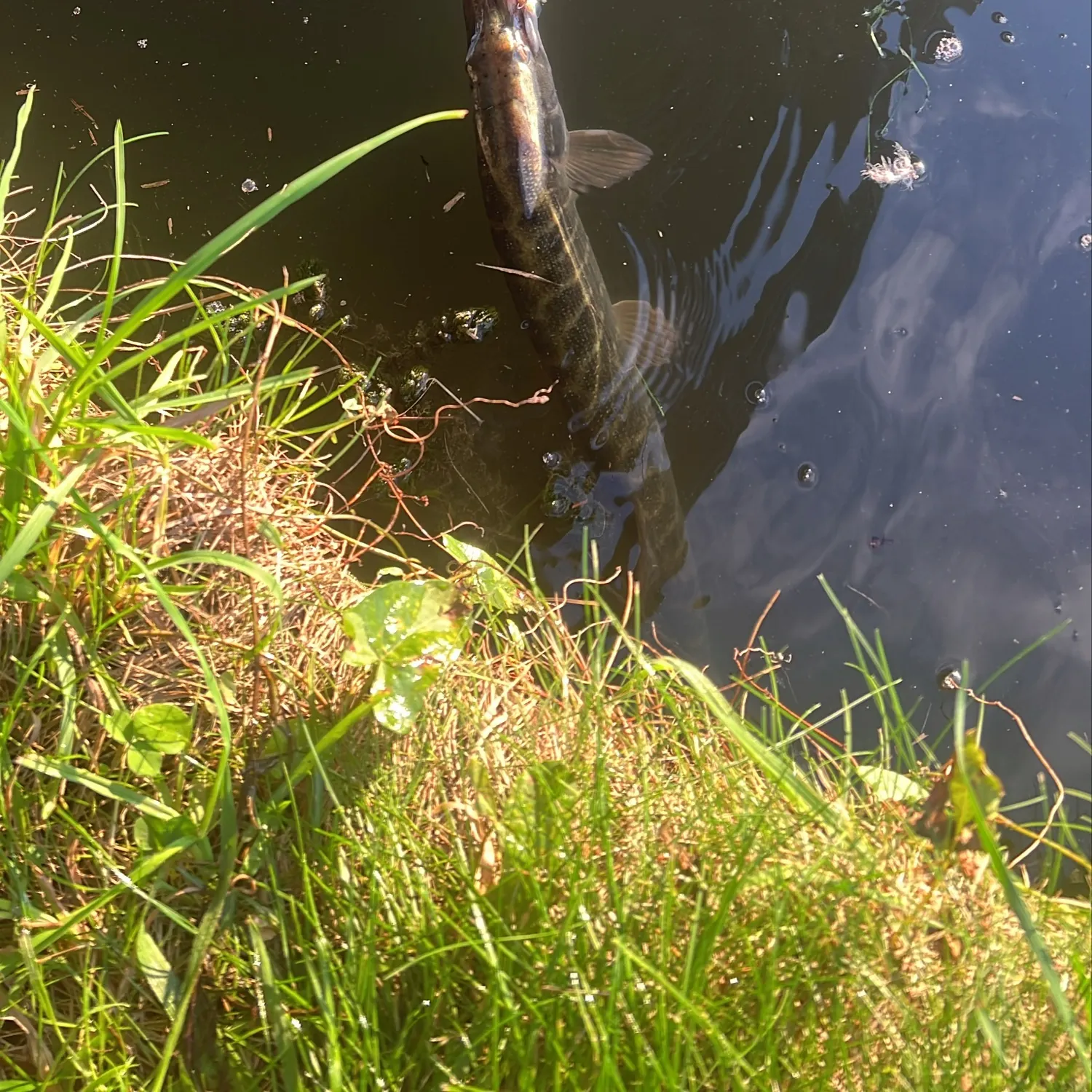 Northern pike caught on Fishbrain