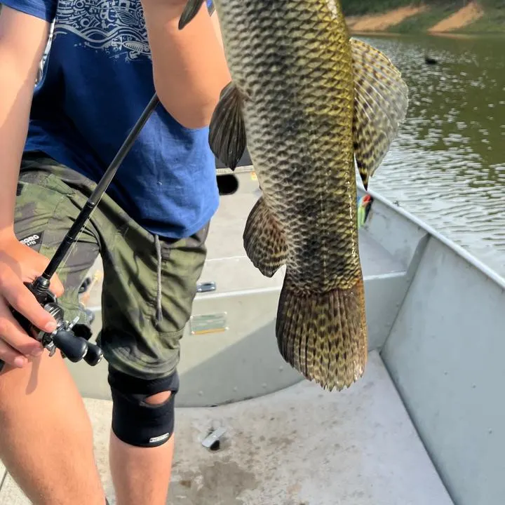 Trahira caught on Fishbrain