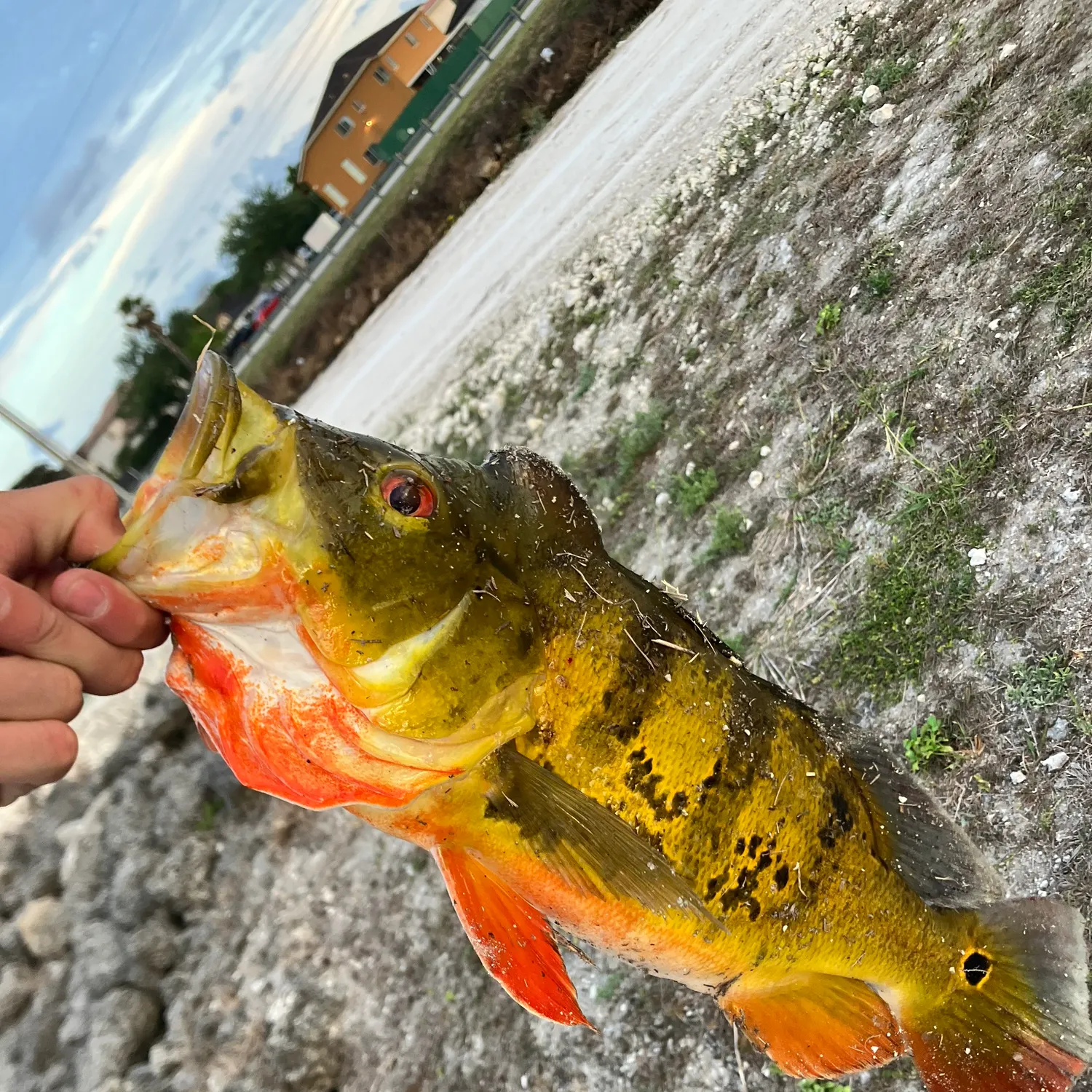 most liked catch image