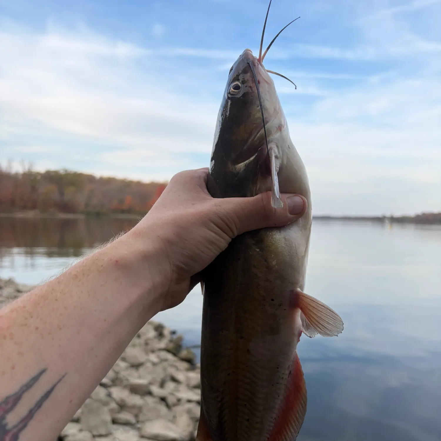 Channel catfish caught on Fishbrain
