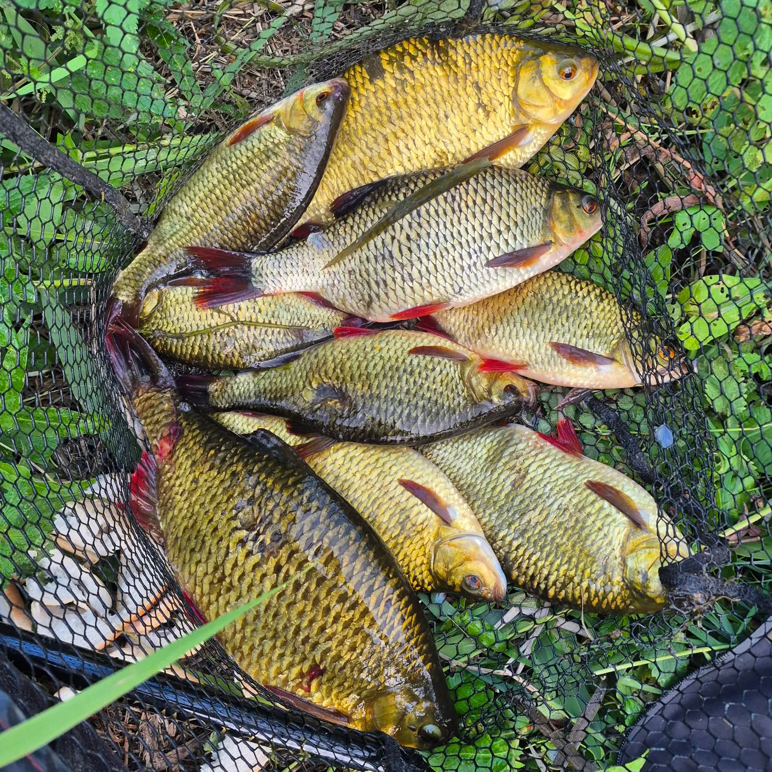 Common rudd caught on Fishbrain