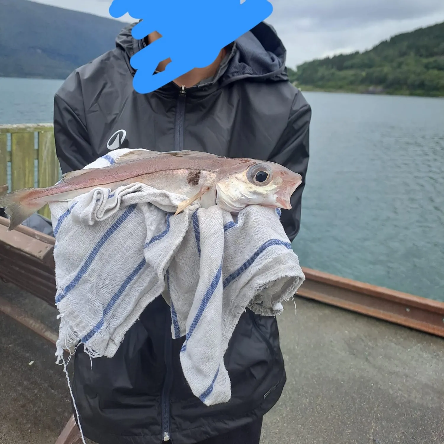 Whiting caught on Fishbrain