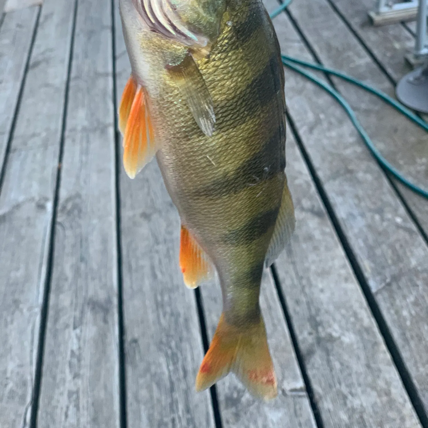 European perch caught on Fishbrain