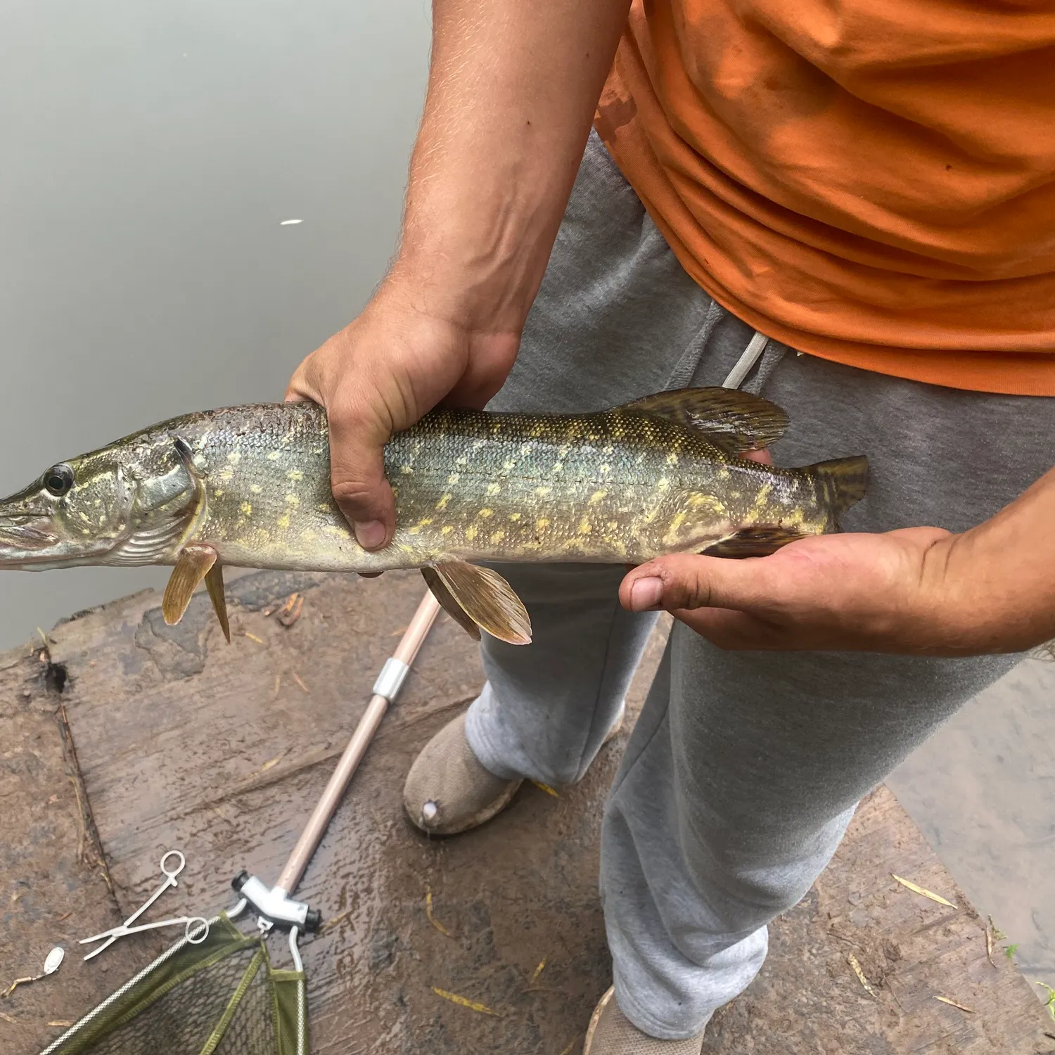 Northern pike caught on Fishbrain