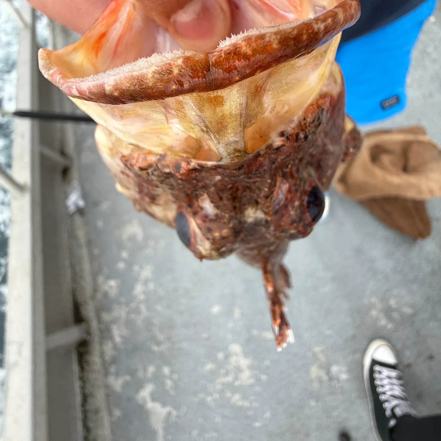The most recent Eastern Red Scorpionfish catches on Fishbrain
