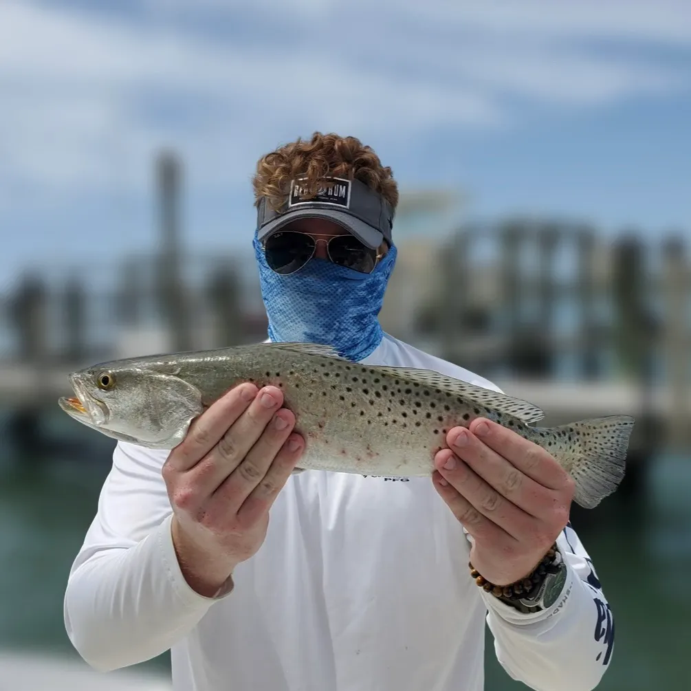 The most recent Spotted seatrout catches on Fishbrain