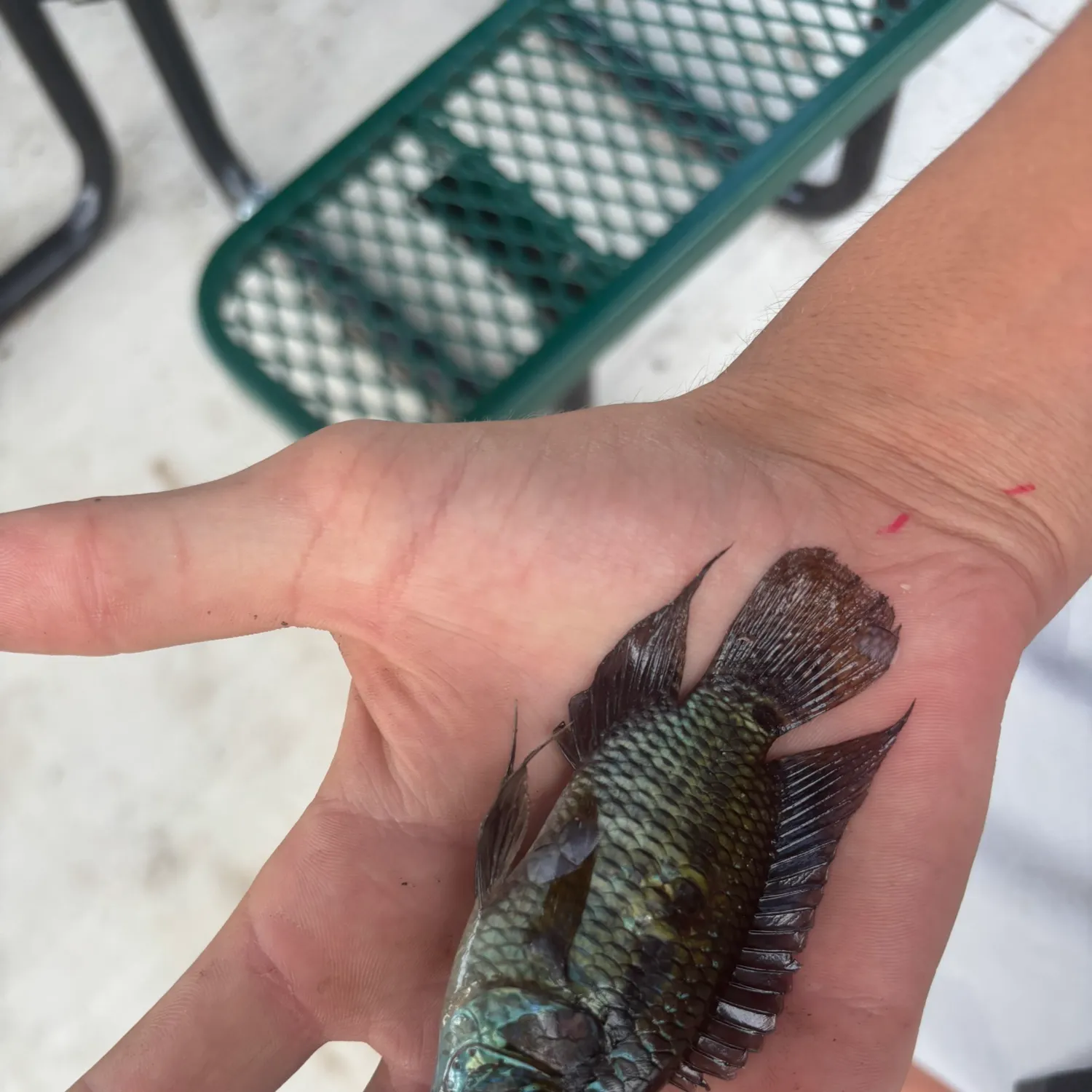 The most recent Blue acara catches on Fishbrain