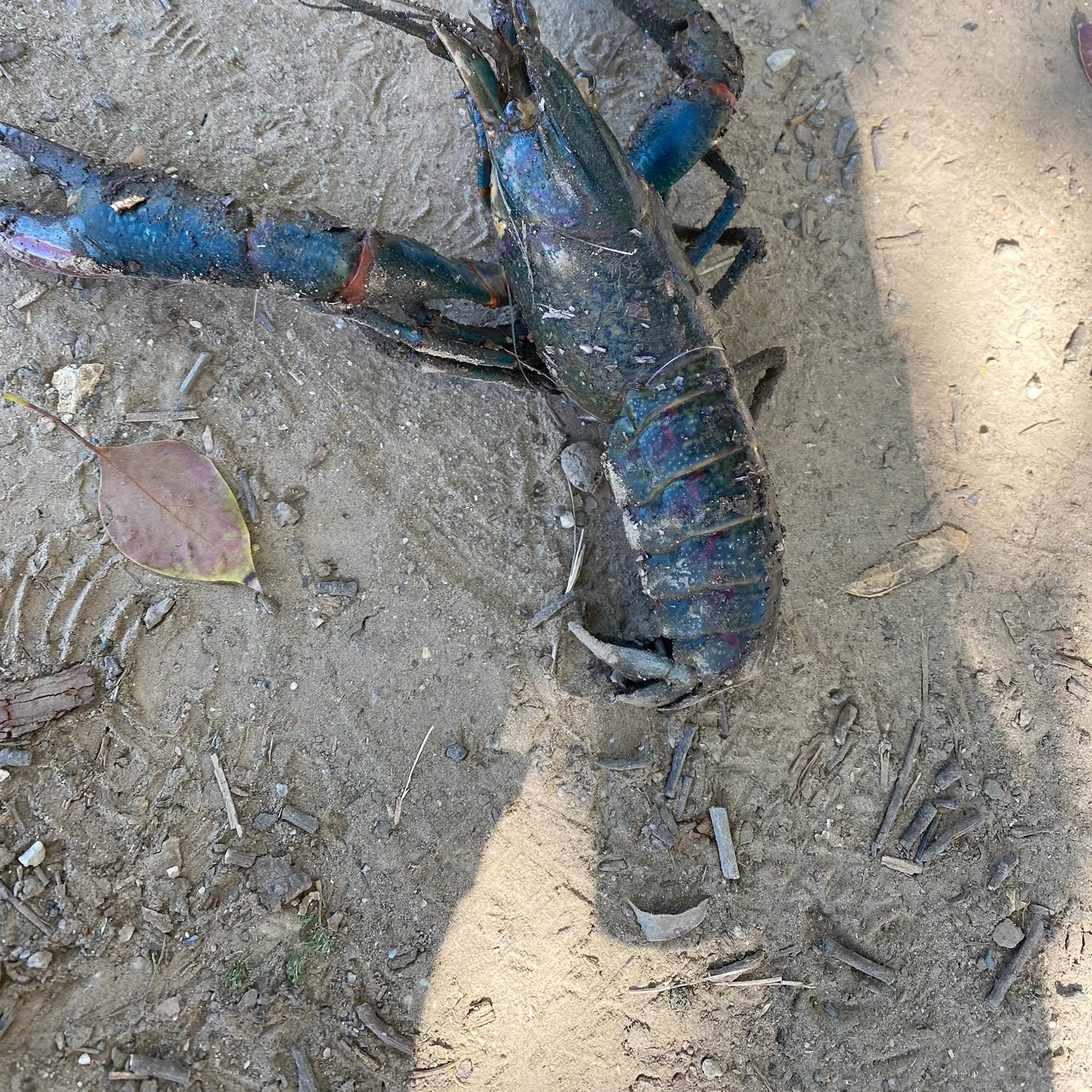 The most recent Rusty crayfish catches on Fishbrain
