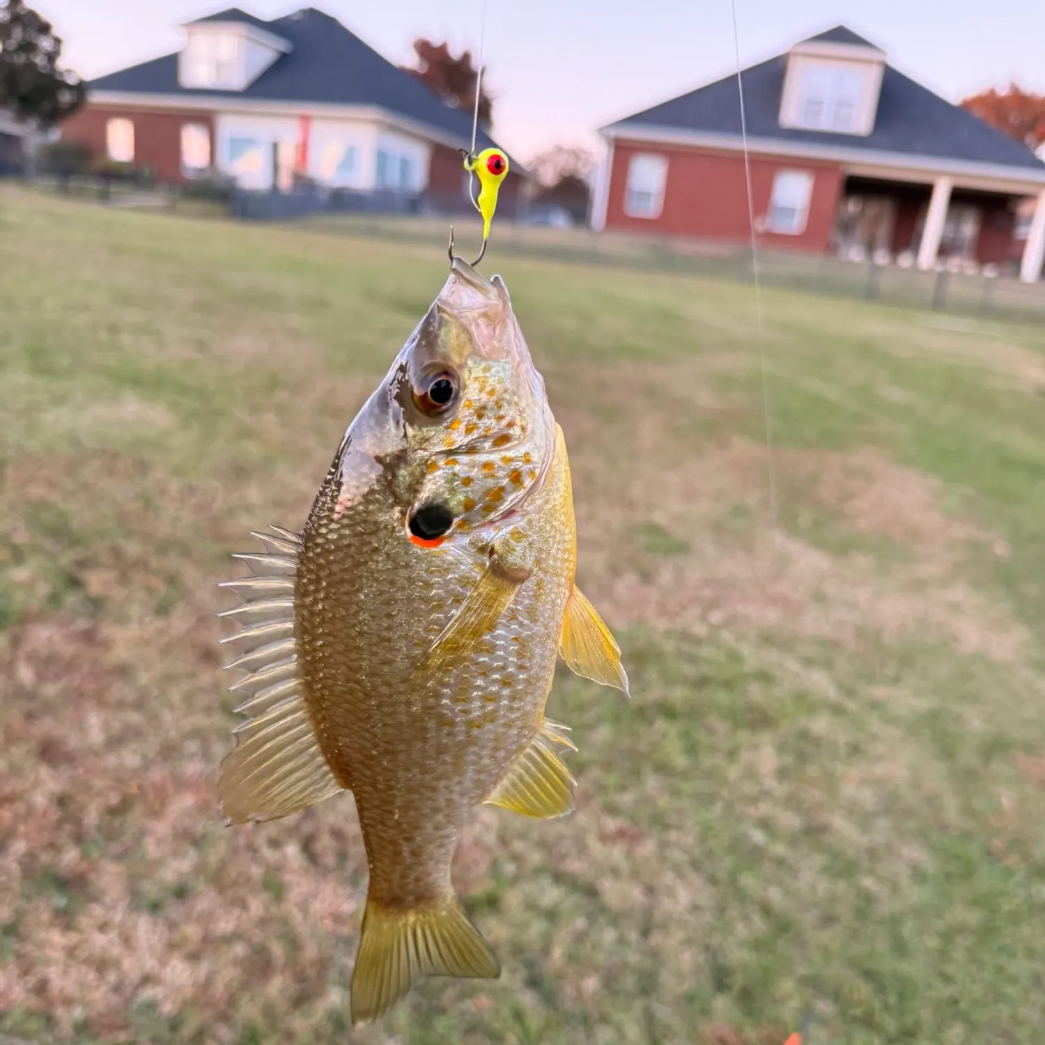 The most recent Redear sunfish catches on Fishbrain