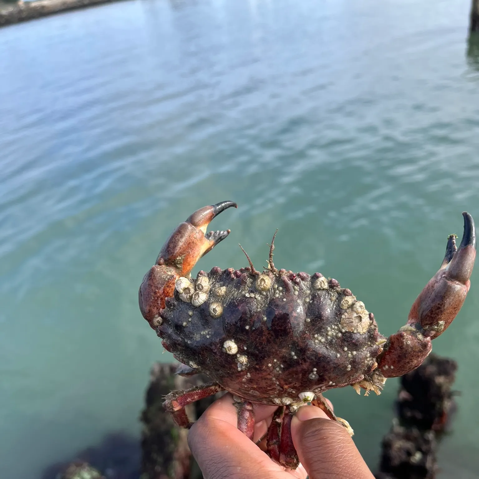 The most recent Red rock crab catches on Fishbrain