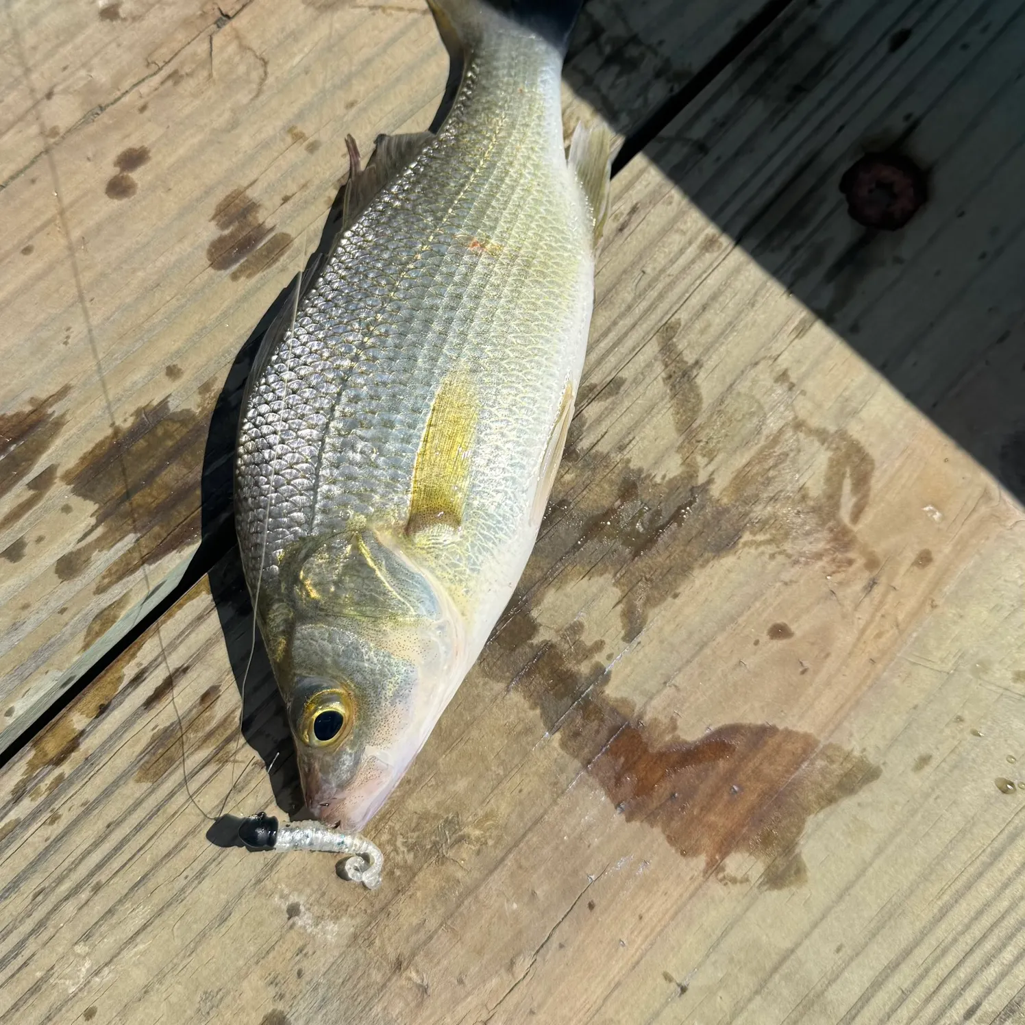 White perch caught on Fishbrain