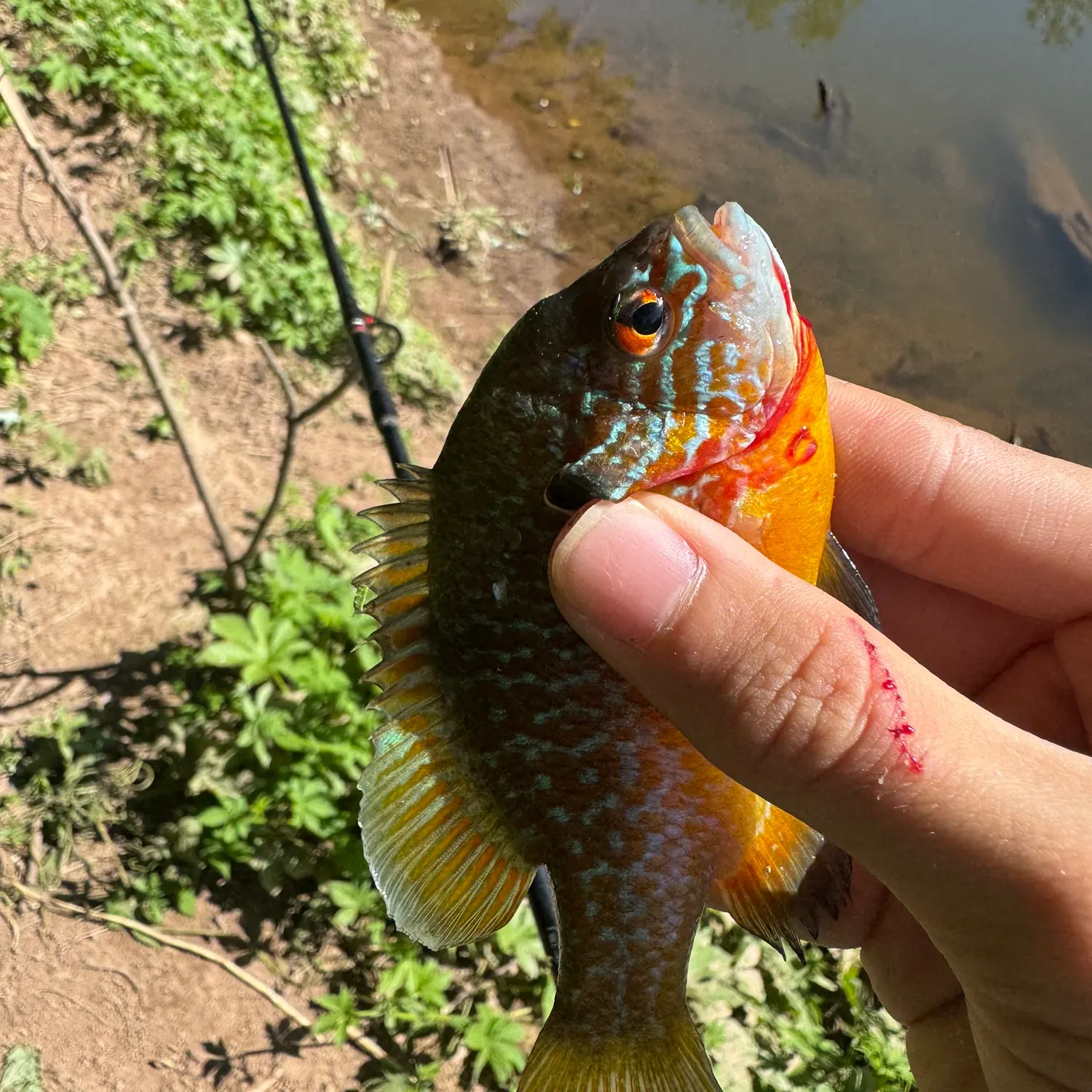 The most recent Longear sunfish catches on Fishbrain